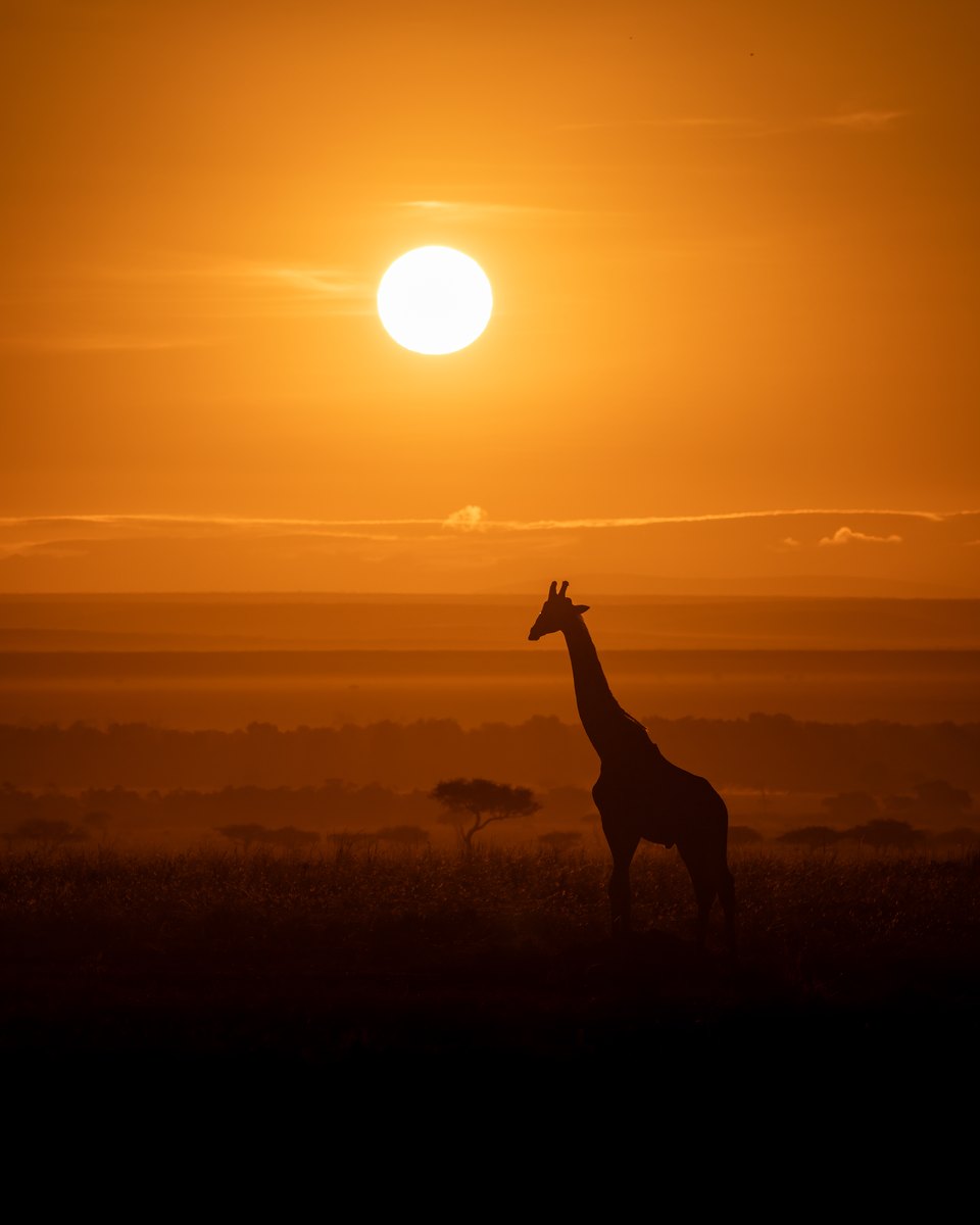 Giraffe silhouette against a South African sunset, acacia trees on the horizon